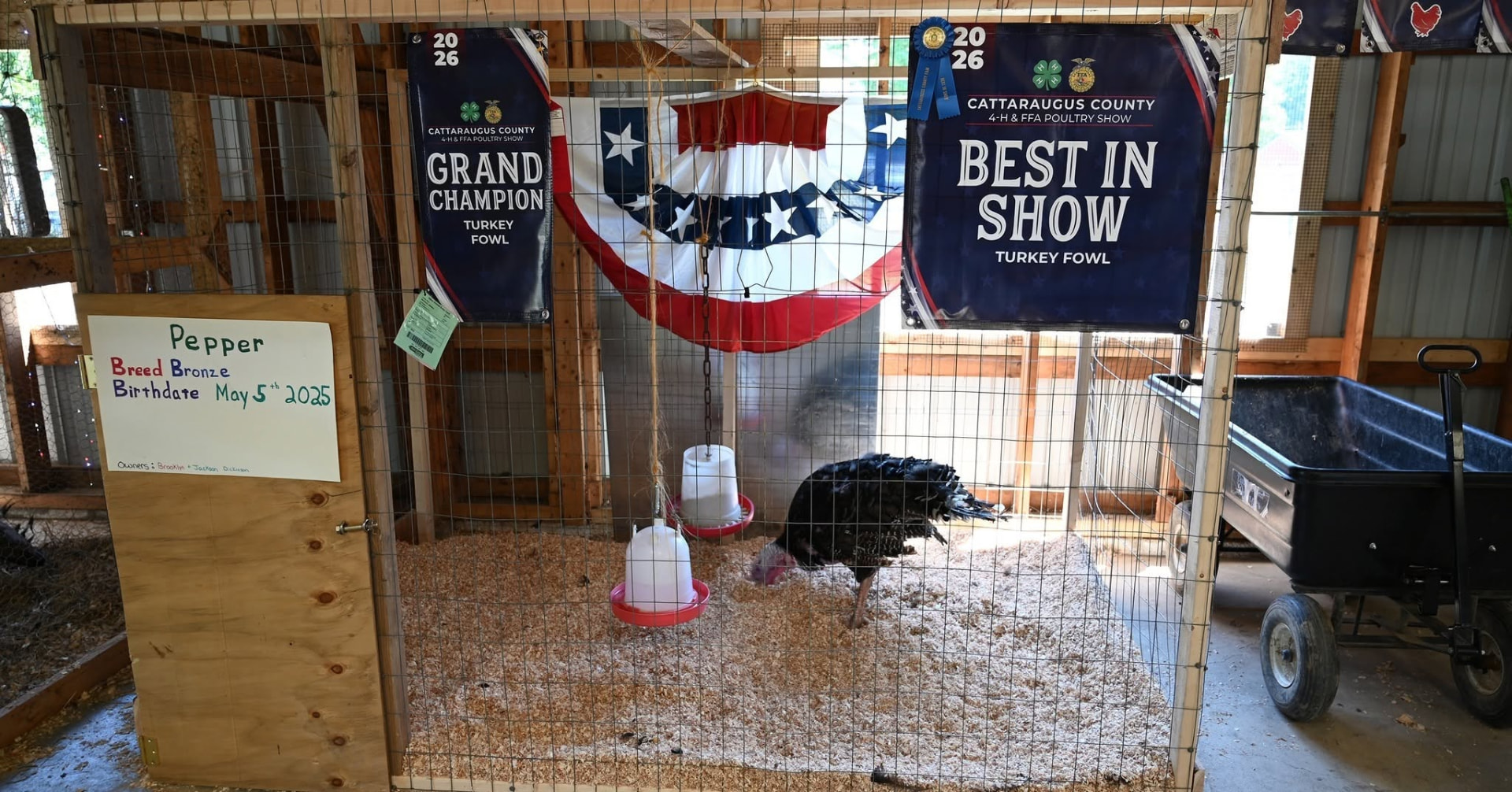 Award-winning youth poultry showcase